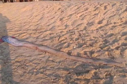 Cá mái chèo liên tiếp dạt vào bờ biển tỉnh Lâm Đồng