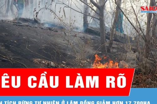 Yêu cầu làm rõ diện tích rừng tự nhiên ở Lâm Đồng giảm hơn 17.700ha