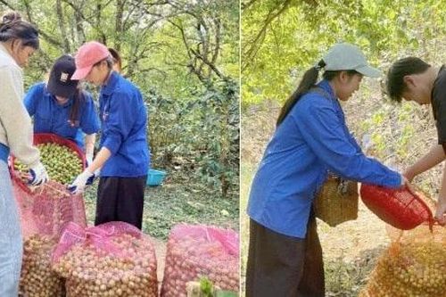 Thanh niên Sơn La 'giải cứu' vườn mận sau mưa đá