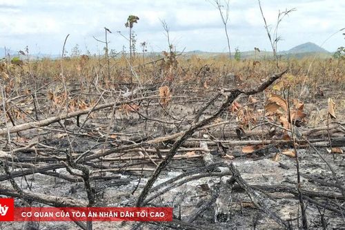 Khởi tố 4 vụ án liên quan đến việc hủy hoại hơn 9 ha rừng tự nhiên