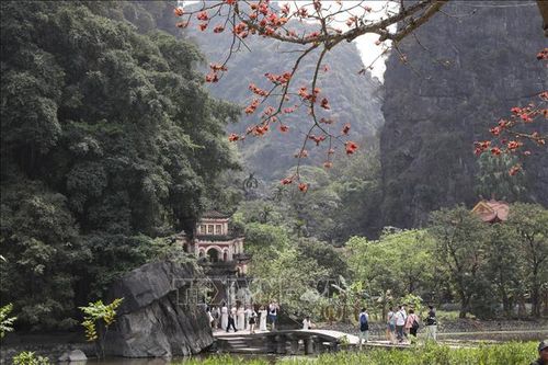 Rực rỡ sắc đỏ hoa gạo trên vùng đất Cố đô Hoa Lư