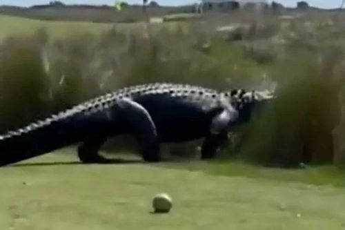 Cá sấu khổng lồ dạo sân golf, người chơi sững sờ giữa ban ngày