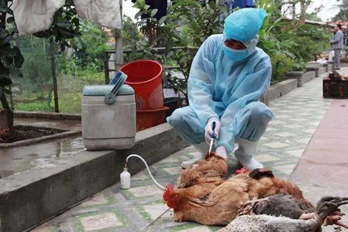 Thanh Hóa bổ sung kinh phí hỗ trợ khắc phục dịch bệnh động vật cho các địa phương