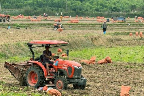 An Lạc: Niềm vui từ cánh đồng khoai tây