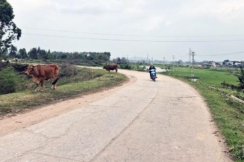 Vì sao đoạn đê xuống cấp nhiều năm chưa cải tạo, nâng cấp?