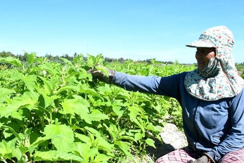 Lối mở phát triển chuỗi liên kết nông nghiệp