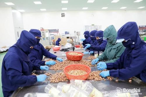 Giá điều tăng cao, kỳ vọng vụ xuất khẩu mới