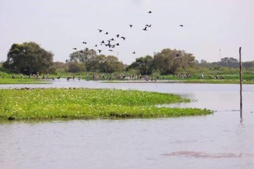 Tìm lời giải bền vững cho hệ sinh thái đất ngập nước Đồng bằng sông Cửu Long
