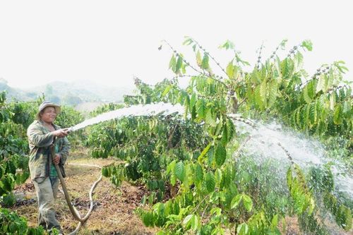 Nông dân Tây Lâm Đồng chủ động chống hạn cho cây trồng