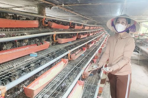 Quảng Trạch: Nâng cao hiệu quả sản xuất nông nghiệp