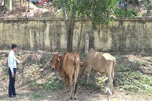 Quảng Trị: Ngăn chặn gia súc nhập lậu, tiềm ẩn nguy cơ dịch bệnh tại xã Lao Bảo