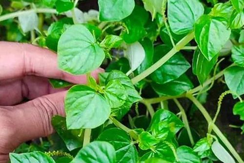 Loại rau dại 'lên đời' thành đặc sản, người thành phố săn lùng giá tăng gấp 3: Được mệnh danh thảo dược vàng, ăn vào 'tốt ngang nhân sâm'