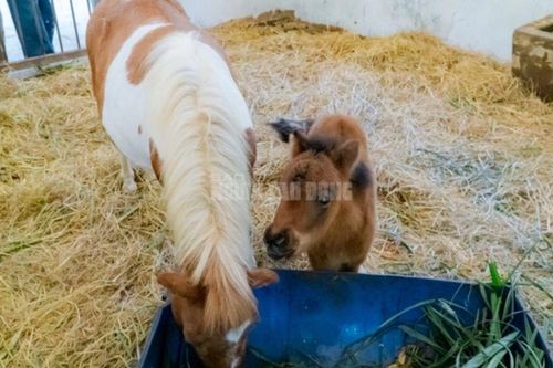 Tan chảy với khoảnh khắc ngọt ngào của mẹ con ngựa lùn 'mới nổi' ở TP.HCM