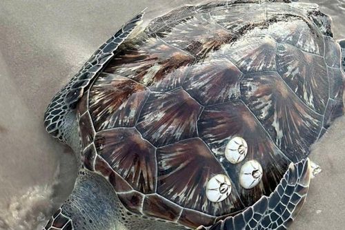 Rùa biển 20kg và cá mái chèo khổng lồ liên tiếp trôi dạt vào bờ biển Lâm Đồng: Điều gì đang xảy ra?
