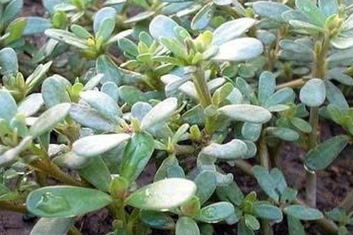 4 'báu vật mọc hoang' quanh nhà: Tưởng rau dại vô danh, ai ngờ toàn 'siêu thực phẩm quý như thuốc'