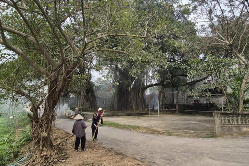 Cây đa Di sản Tĩnh Luyện - Cột mốc sống của hồn quê