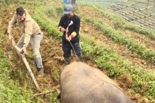 Clip chàng Tây cày ruộng, trồng rau khiến dân mạng bật cười