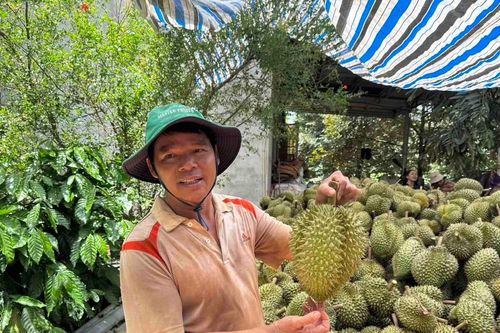 Đắk Lắk chấm dứt cảnh mua bán 'chụp giật' sầu riêng