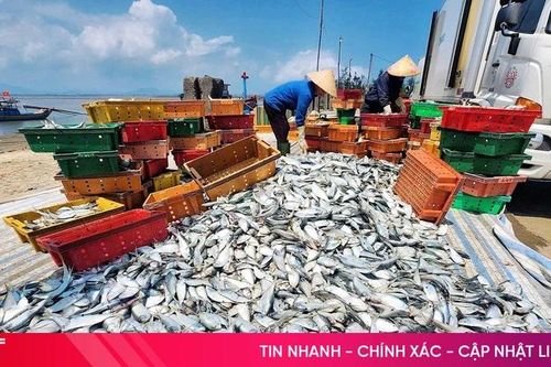 Ngư dân Hà Tĩnh trúng đậm cá mòi, cá trích