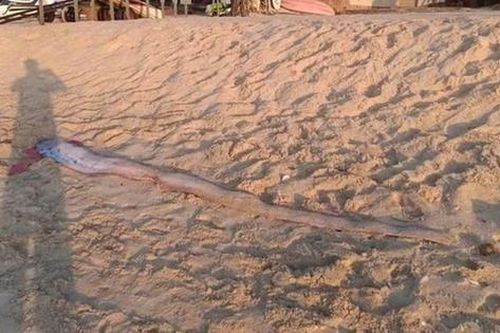 Đang đi dạo biển, người dân bỗng phát hiện cảnh tượng 'đáng sợ'