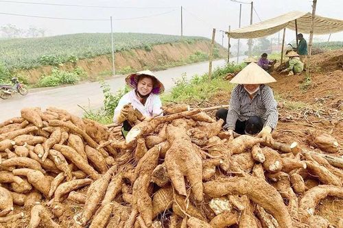 Ngọc Liên phát triển sản xuất nông nghiệp gắn với XDNTM