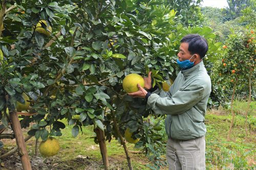 Nhiều sản phẩm OCOP hết hạn, chậm tái chứng nhận