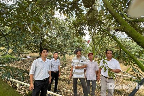 Đồng Tháp: Sầu riêng nghịch vụ được mùa, trúng giá, nhà vườn phấn khởi