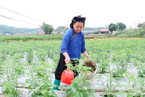 Tất bật chăm ớt vụ xuân