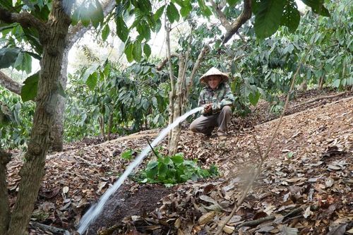 Giá xăng, dầu tăng, người trồng cà phê gánh nhiều khoản chi