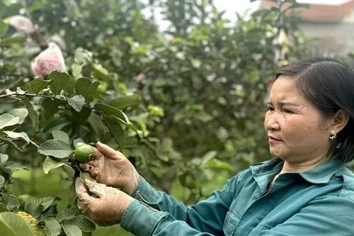 Vị ngọt ổi Tân Hòa
