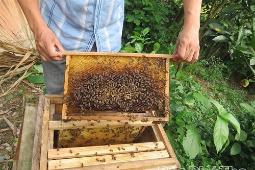 Mùa con ong đi lấy mật
