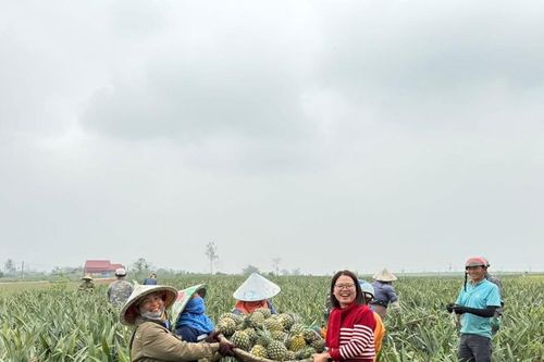 HTX nối dài chuỗi giá trị từ cây dứa