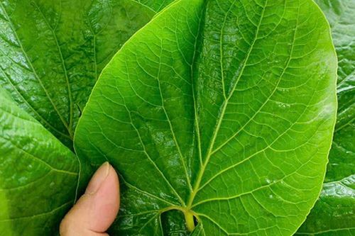 Một loại lá mọc bờ bụi xưa ít ai biết nay được dân sành ăn săn lùng: Giá tới 250.000 đồng/kg, là 'linh hồn' món nướng