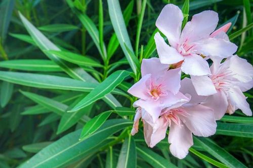 Những loại cây cảnh không nên đặt trong phòng làm việc