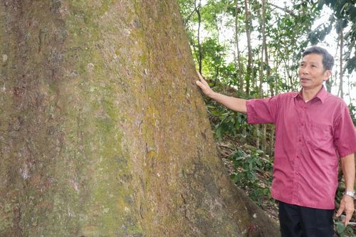 Báu vật sống trên đồi Bích Sơn