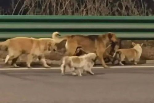 Clip '7 chú chó trốn khỏi lò mổ' đánh lừa cả cõi mạng