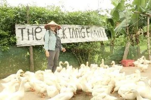 Khách du lịch quốc tế thích thú khi 'chơi với vịt'