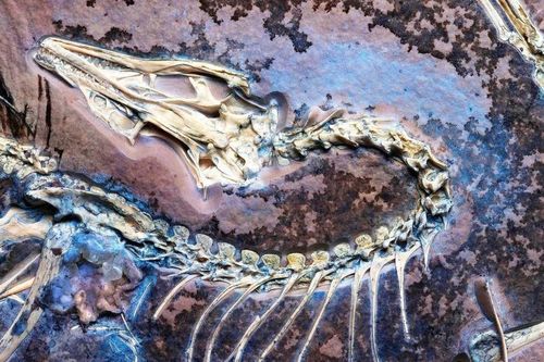 Hóa thạch 'khủng long biết bay' chứng minh thuyết tiến hóa của Darwin đúng