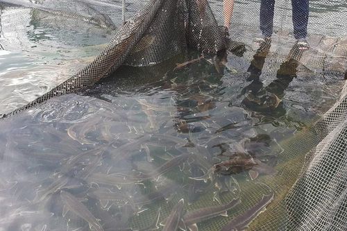 Ngược nắng, nuôi cá tầm giữa 'chảo lửa' miền Trung