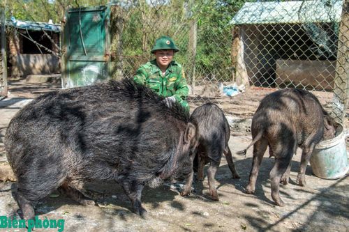 Mô hình tăng gia ở lưng Đèo Cả