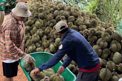 Đắk Lắk quản chặt mua bán sầu riêng: Dẹp nạn 'bẻ kèo', nâng tầm trái cây tỷ USD