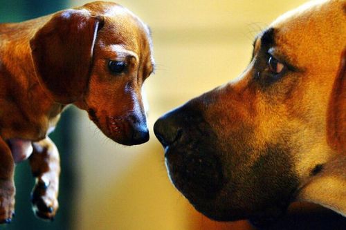 Phát hiện ADN cổ hé lộ lịch sử gắn bó lâu đời của con người với 'người bạn 4 chân'