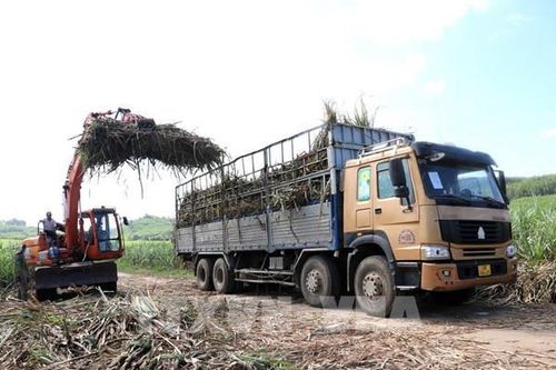 Giá mía thấp, đường tồn kho cao khiến doanh nghiệp, nông dân gặp khó