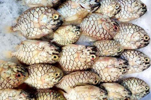 Loại cá có tên lạ, vảy dày cứng là đặc sản, nướng lên thịt dai chắc