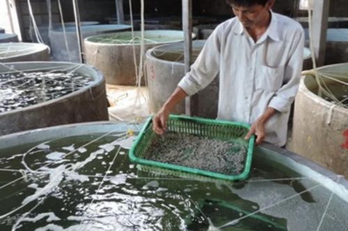Tái cấu trúc sản xuất giống để ngành thủy sản tăng sức cạnh tranh