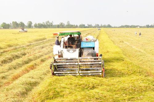 Mùa gặt, việc làm tăng