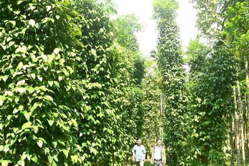 Động lực từ kinh tế vườn, trang trại