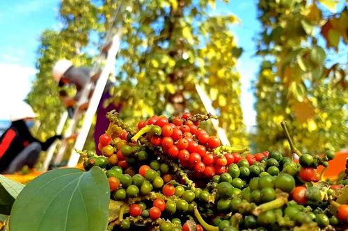 Giá tiêu hôm nay 26/3/2026: Giá trong nước ổn định