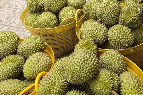 Giá sầu riêng hôm nay 26/3/2026: Sầu riêng trái vụ tăng gần gấp đôi năm trước