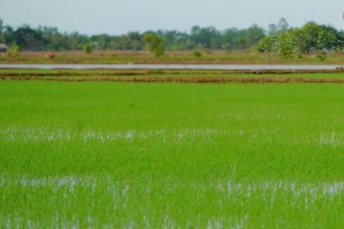 Gieo trồng hơn 43 ngàn hécta vụ đông xuân